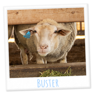 Buster's profile photo