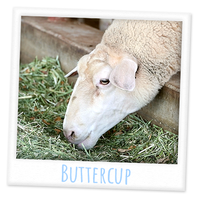 Buttercup's profile photo