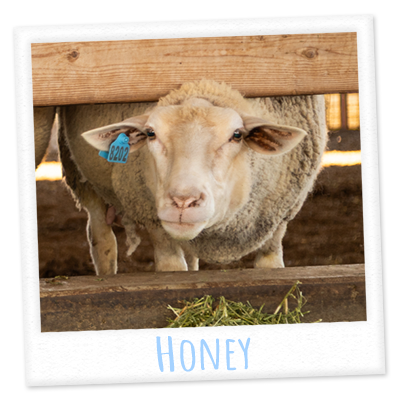 Honey's profile photo