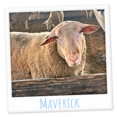 Maverick's profile photo