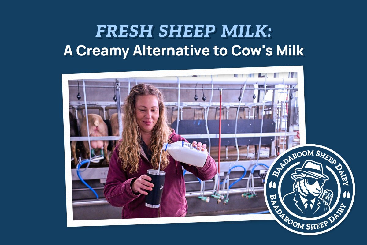 Fresh Sheep Milk: A Creamy Alternative to Cow’s Milk