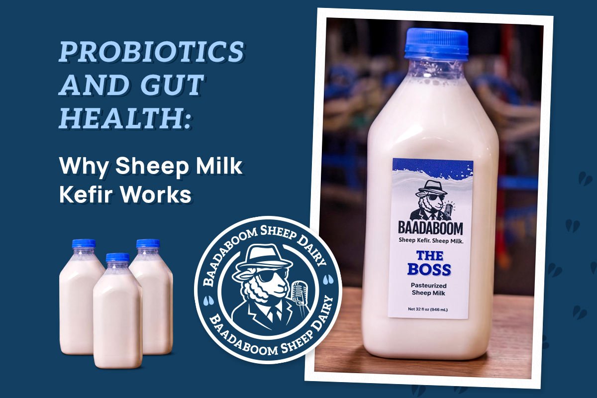Probiotics and Gut Health: Why Sheep Milk Kefir Works