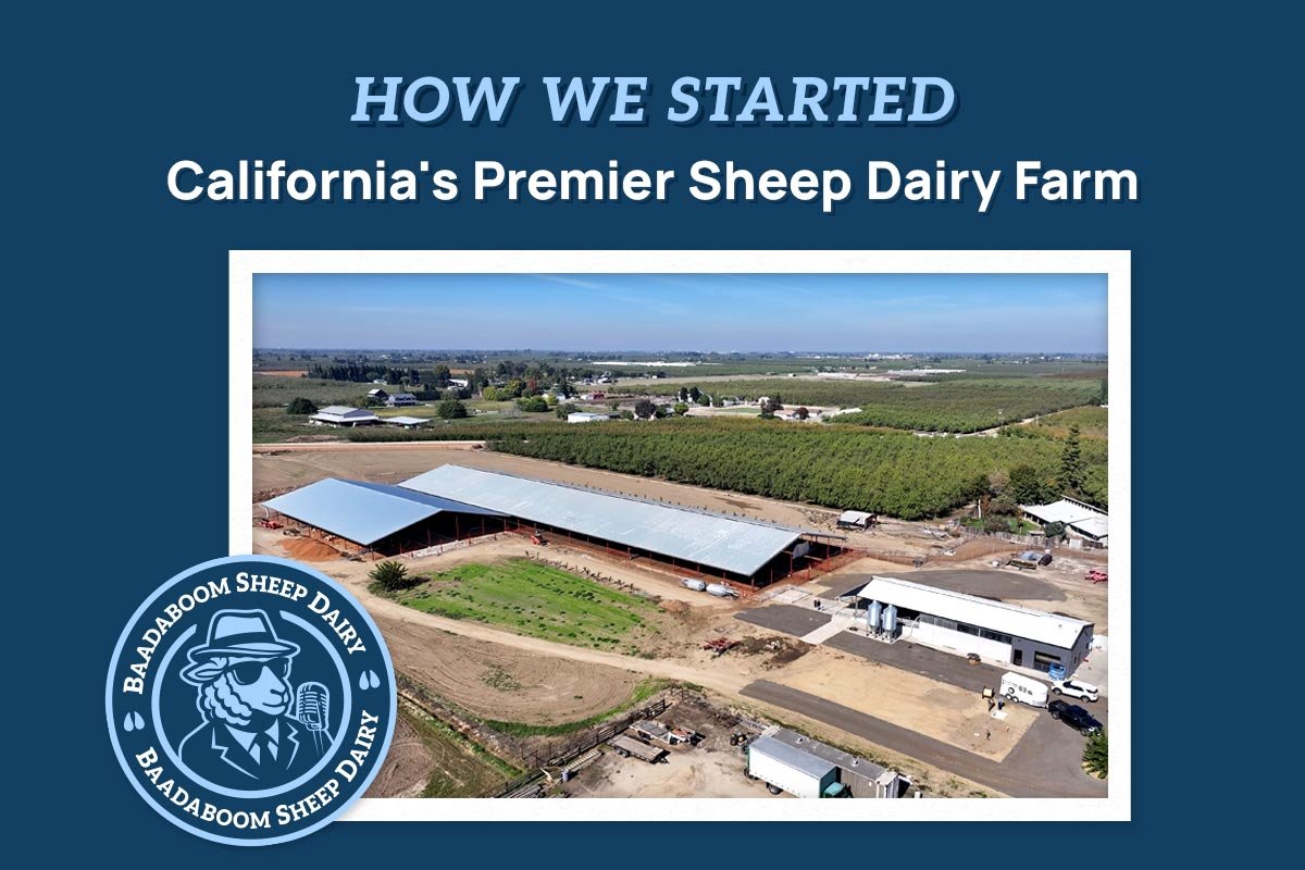 How We Started California's Premier Sheep Dairy Farm