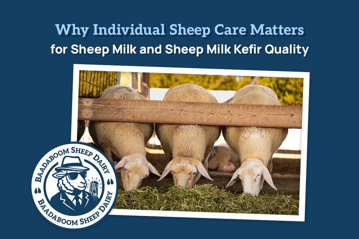 Why Individual Sheep Care Matters for Sheep Milk and Sheep Milk Kefir Quality