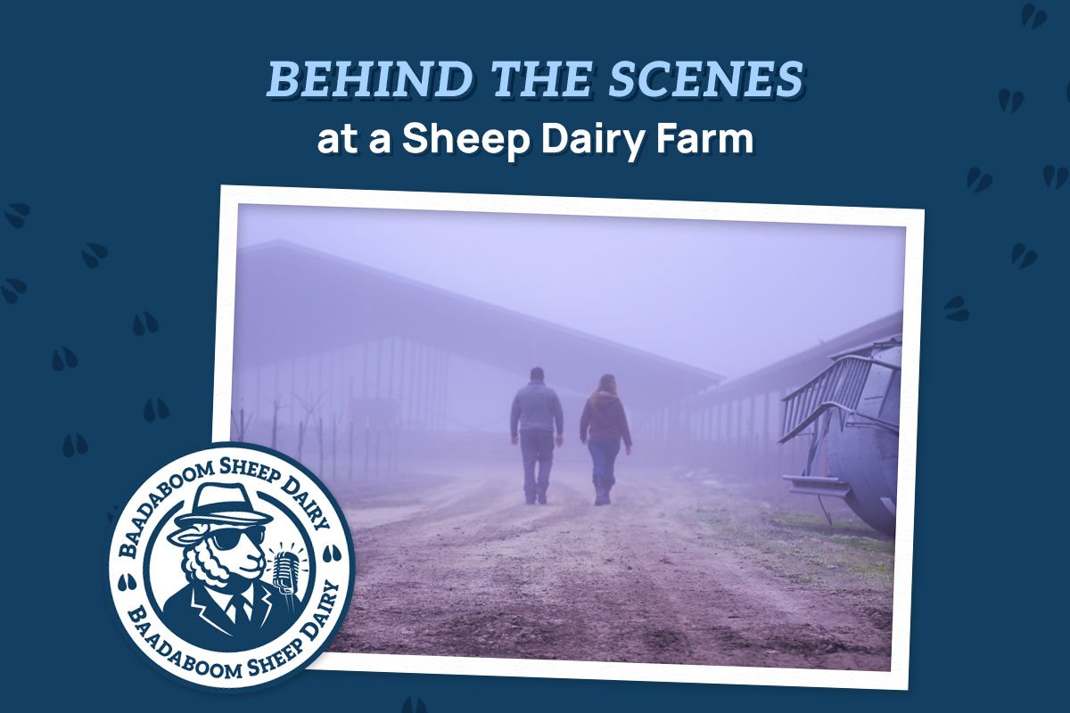 Behind the Scenes at a Sheep Dairy Farm