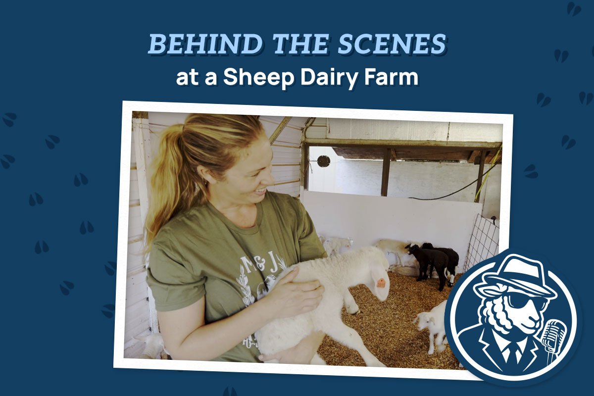 Behind the Scenes at a Sheep Dairy Farm